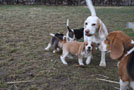 Beagle und Welpen spieen im Garten